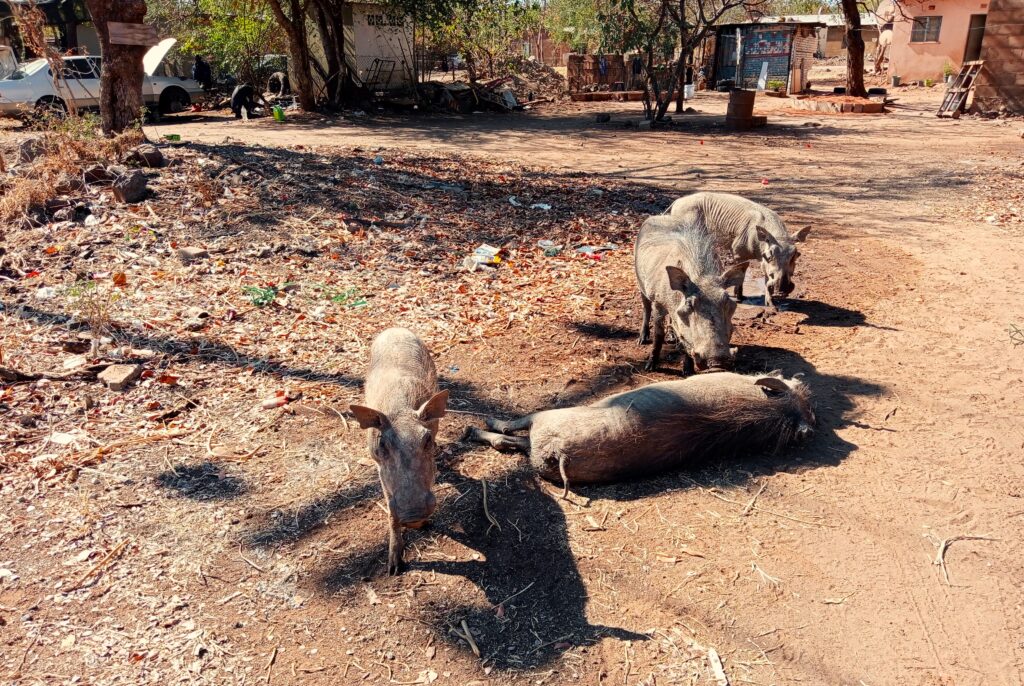 ボツワナ カサネ くつろぐイボイノシシたち