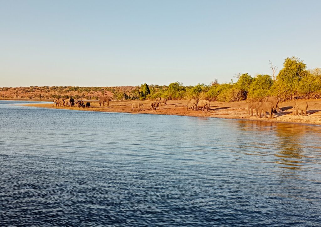 ボツワナ チョベ国立公園 チョベリバー クルーズツアー アフリカゾウの行進