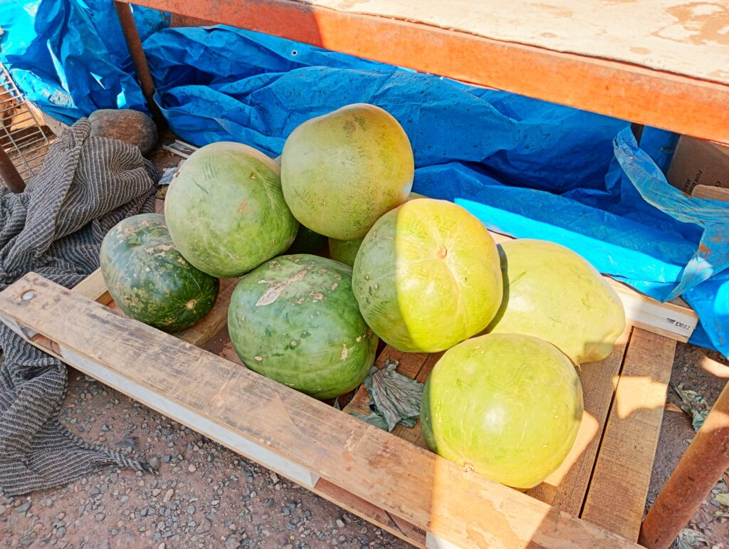 ボツワナ カサネ 大きなカボチャ売り