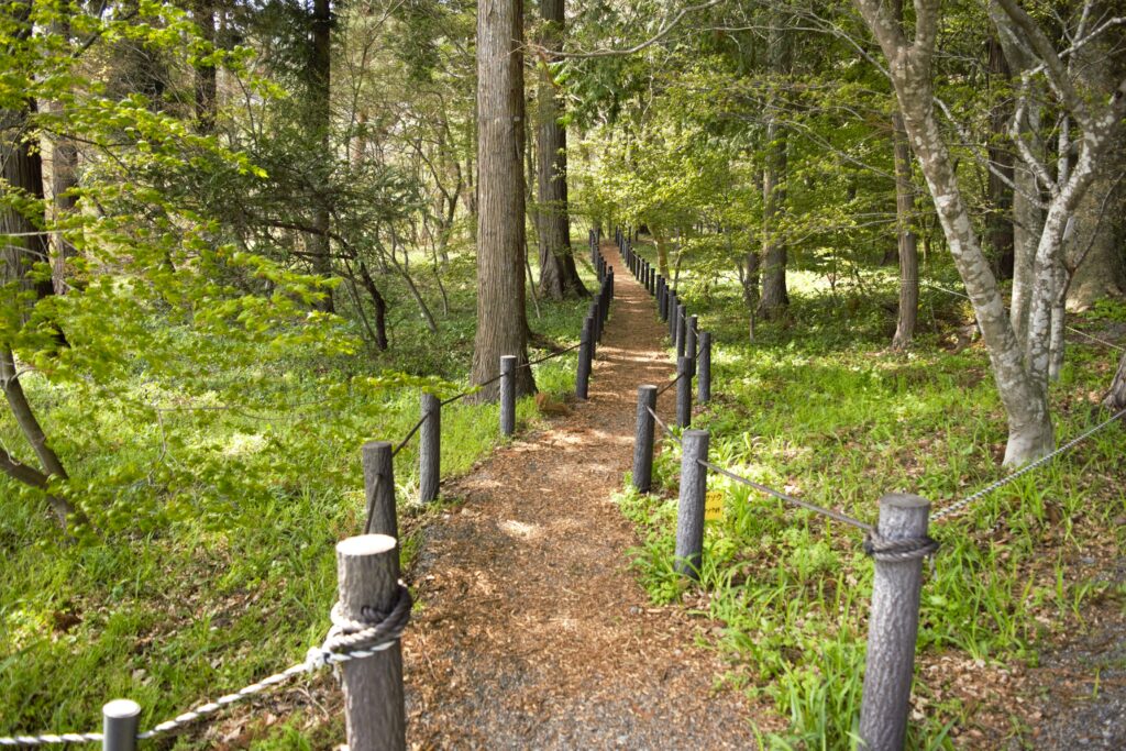 出早雄小萩神社　遊歩道　春の新緑と山野草の花々が美しい