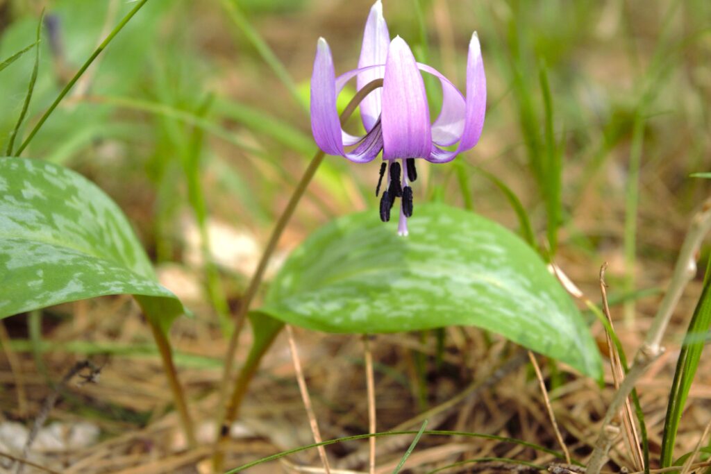 出早雄小萩神社　カタクリの花