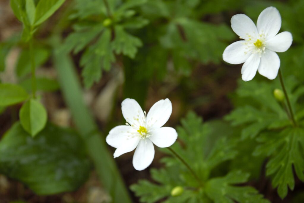 出早雄小萩神社　林床に咲くニリンソウの白い花　キンポウゲ科