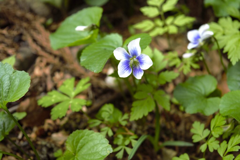 出早雄小萩神社　林床に咲く青いスミレ