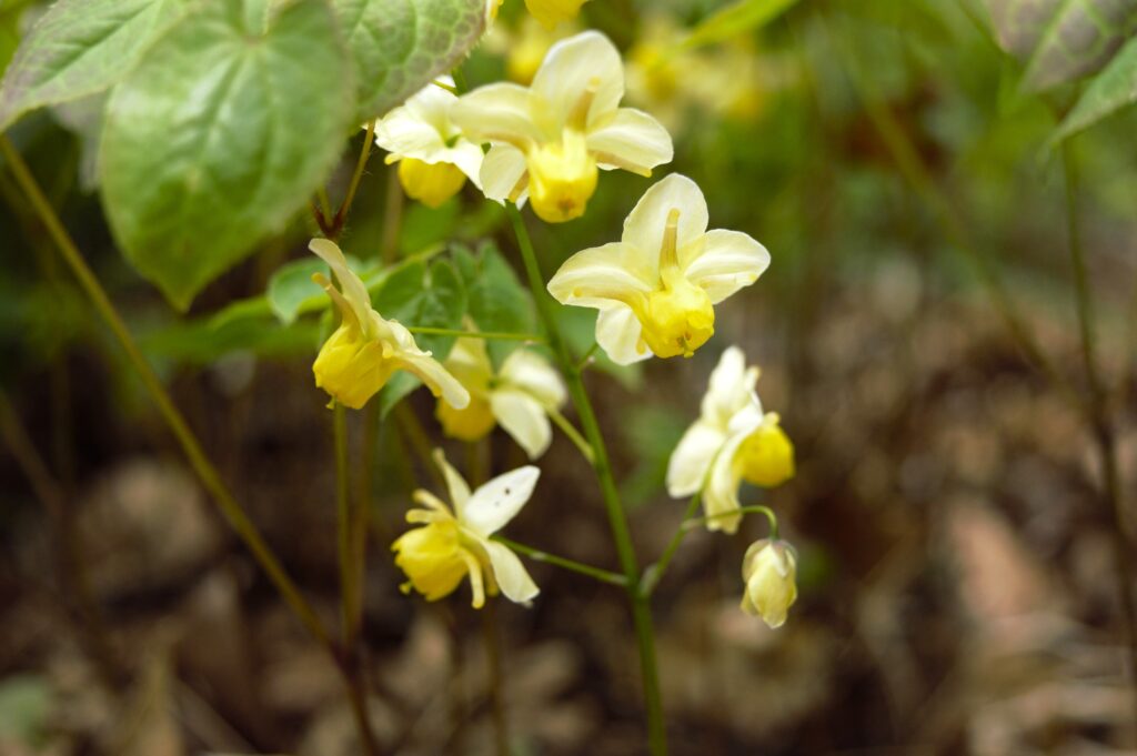 出早雄小萩神社に咲くイカリソウの黄色い花　メギ科