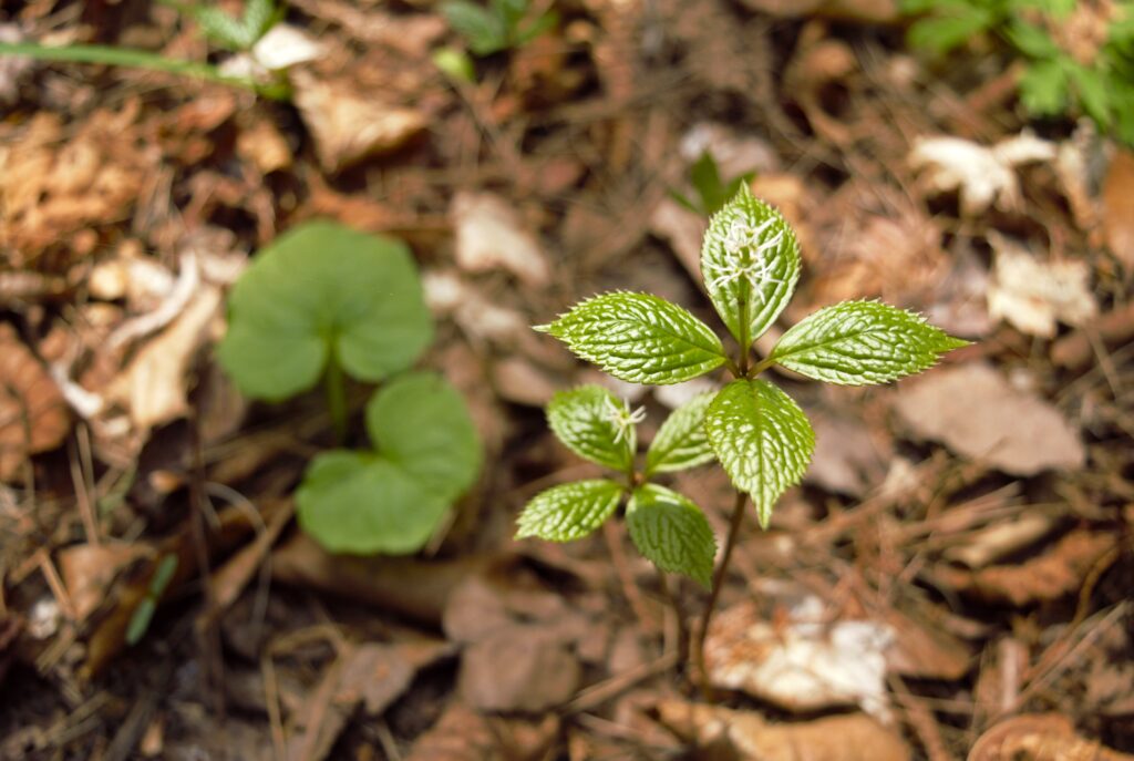 出早雄小萩神社の林床にひっそりと咲くヒトリシズカの花　センリョウ科