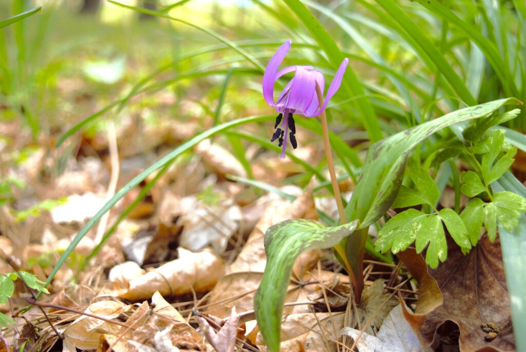 出早雄小萩神社　林床に咲くカタクリの花