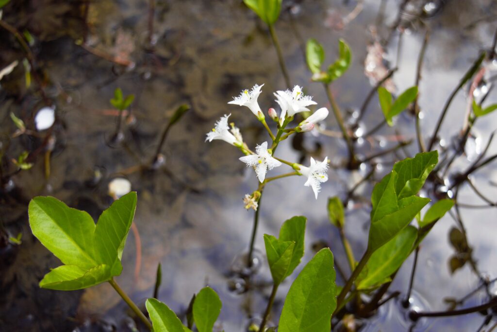 出早公園　園内の遊水池に咲くミツガシワの白い花