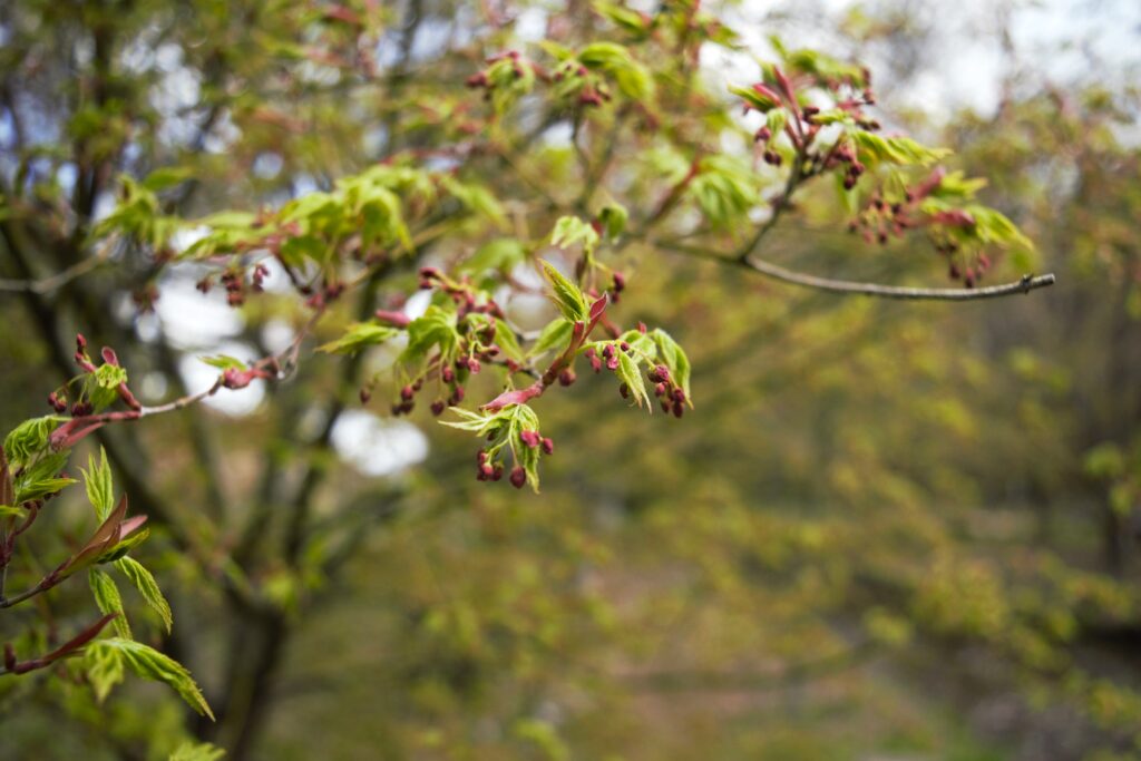 出早雄小萩神社　春　モミジの花蕾　秋は紅葉が美しい