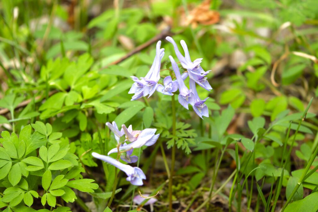 出早雄小萩神社に咲くヤマエンゴサクの薄紫色の花　ケシ科