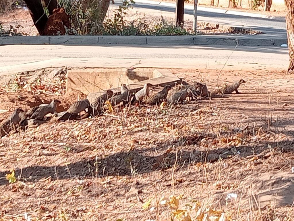 ボツワナ カサネ マングースの大移動