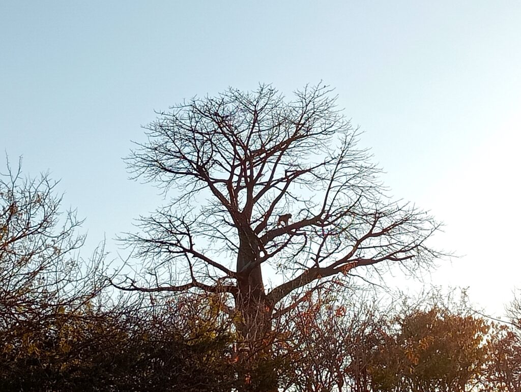 ボツワナ カサネ バオバブの木の上のサル
