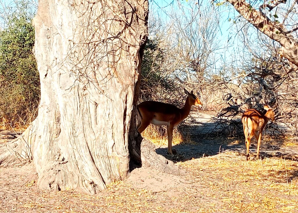 ボツワナ カサネ インパラ
