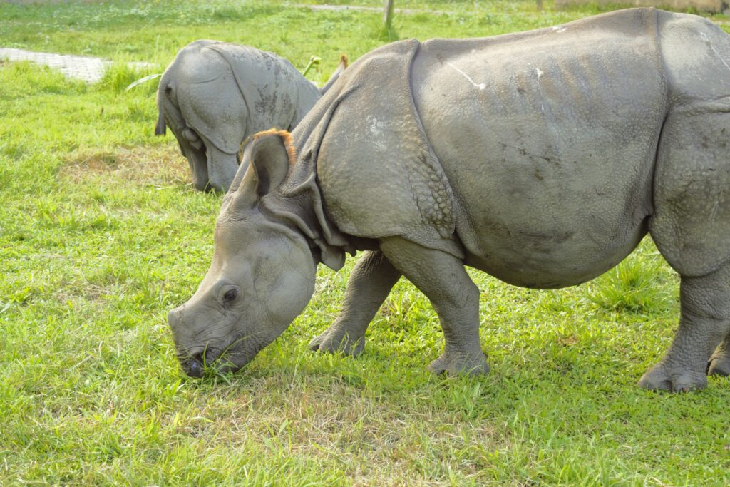 チトワン国立公園　エレファント・ブリーディングセンター　保護飼育されるインドサイの子ども