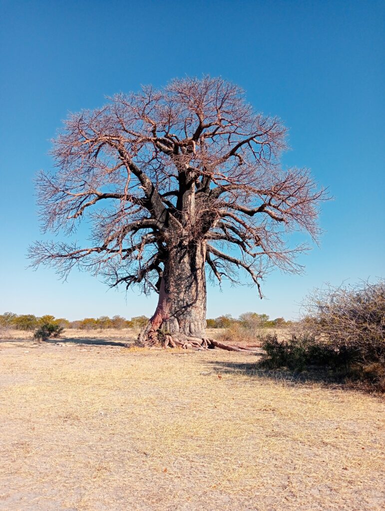 マカディカディ塩湖（Makgadikgadi Salt Pans）に生えるバオバブの木