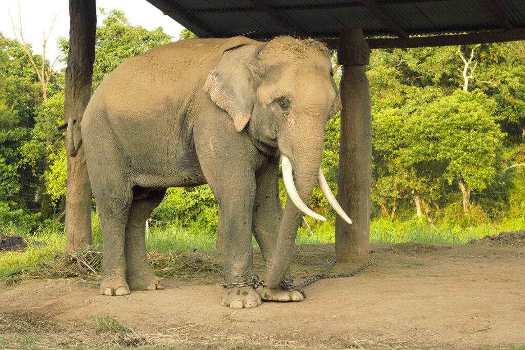 チトワン国立公園　エレファント・ブリーディングセンターのアジアゾウ