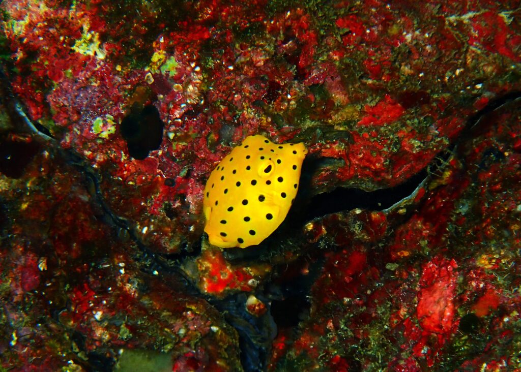 柏島　ミナミハコフグの幼魚