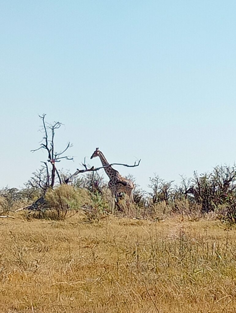 世界遺産オカバンゴデルタ　乾季の風景　遠くにキリンが見える