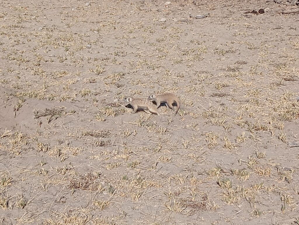 マカディカディ塩湖（Makgadikgadi Salt Pans）で見られるミーアキャット