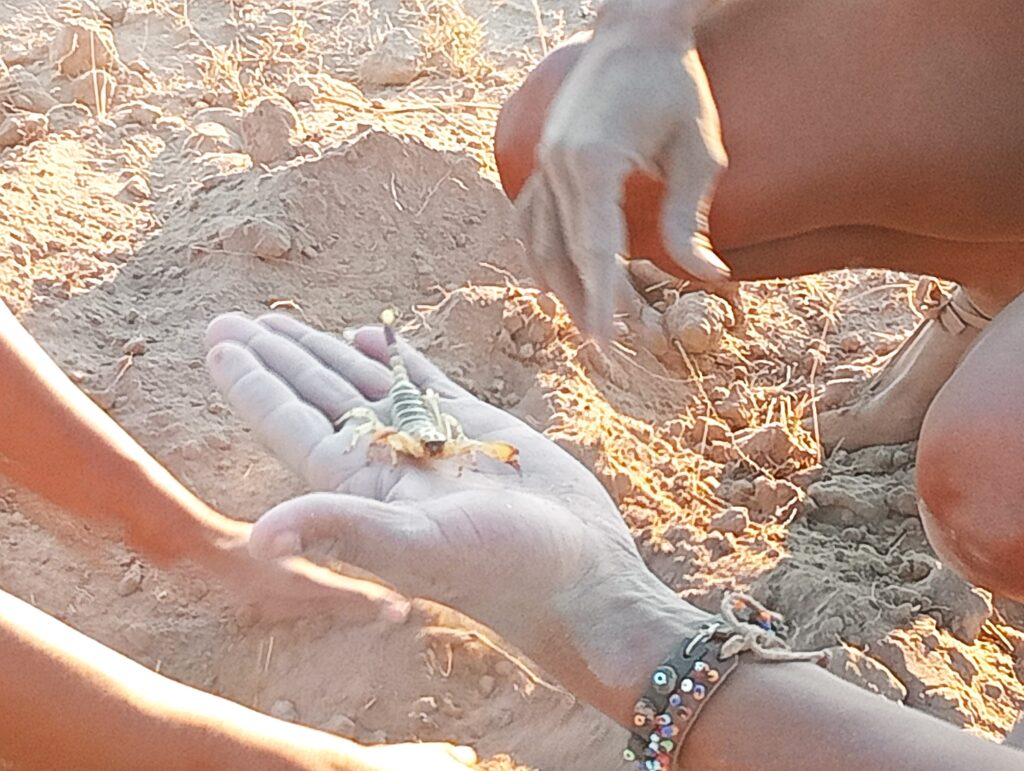 マカディカディ塩湖（Makgadikgadi Salt Pans）で捕獲されたサソリ