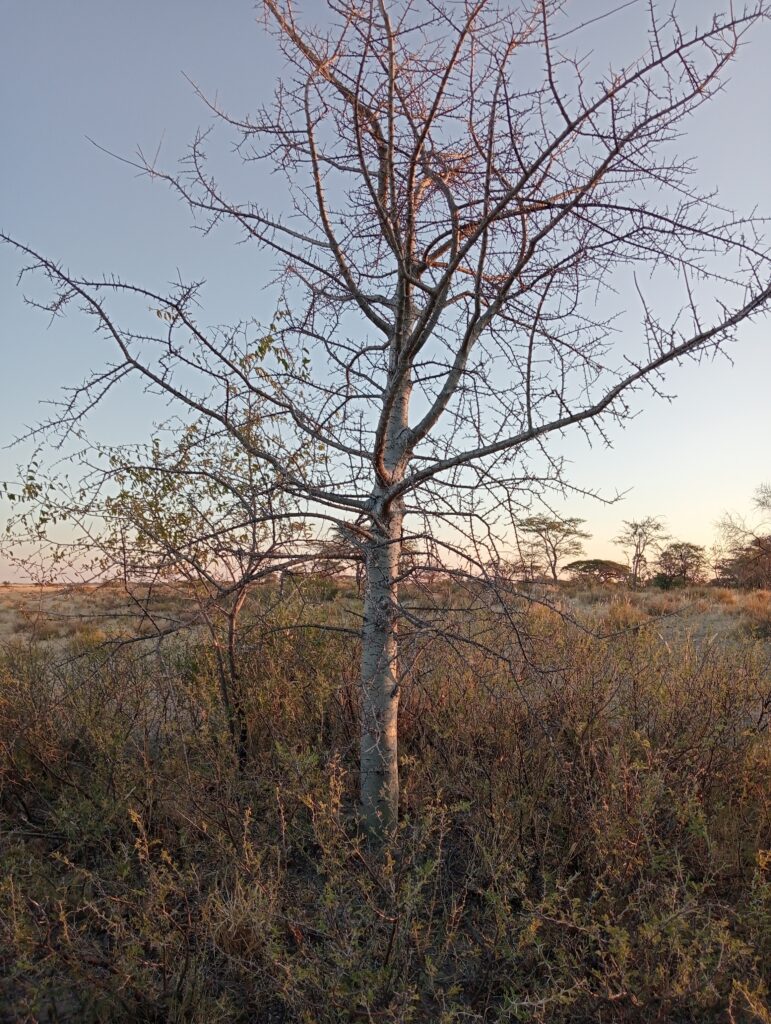 マカディカディ塩湖（Makgadikgadi Salt Pans）に生える薬用樹木