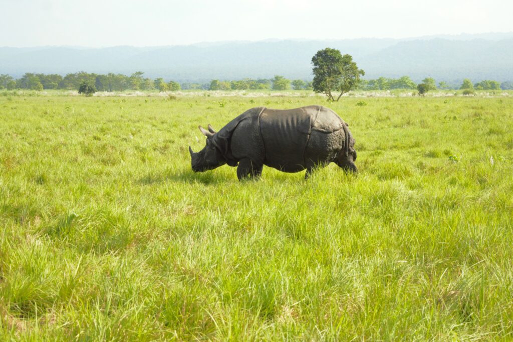 チトワン国立公園　インドサイ