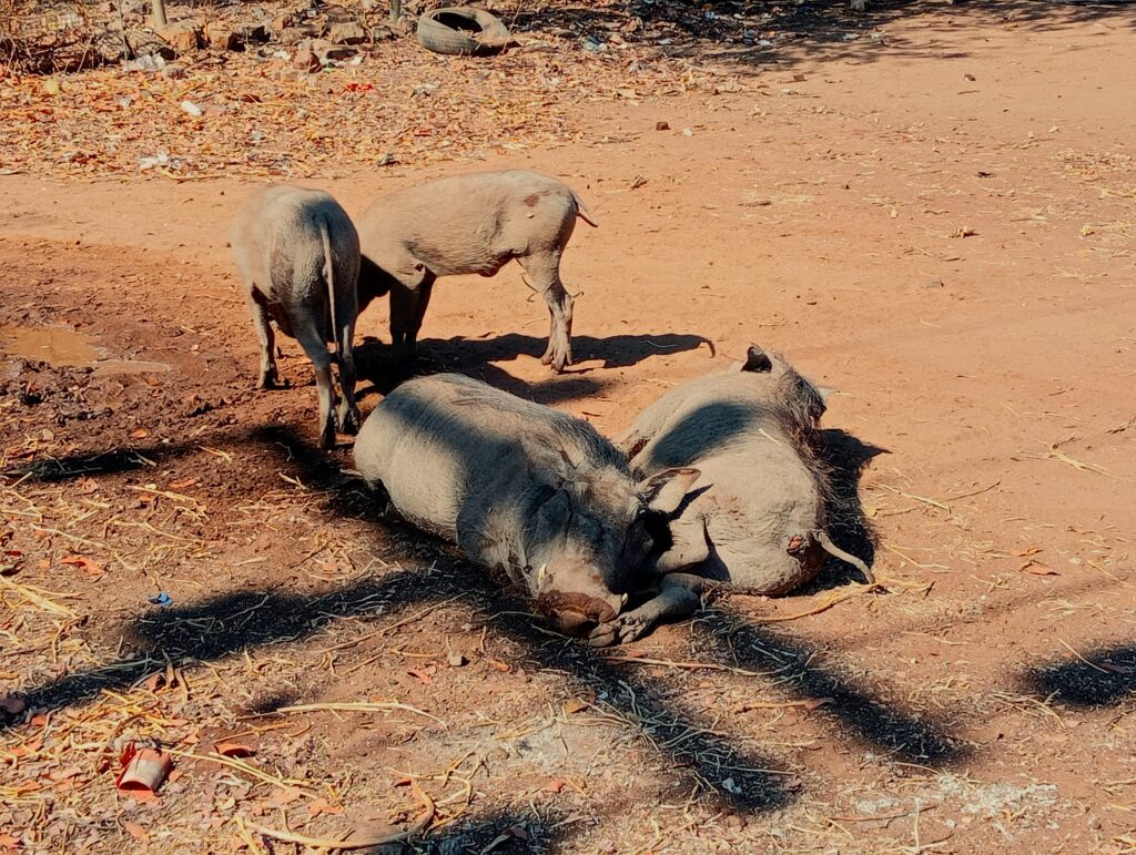 ボツワナ・カサネ（Kasane）の町風景　寝転び戯れるイボイノシシ（Warthog）