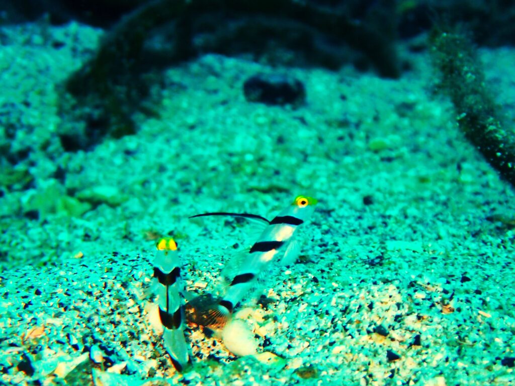 柏島　ヒレナガネジリンボウのペア