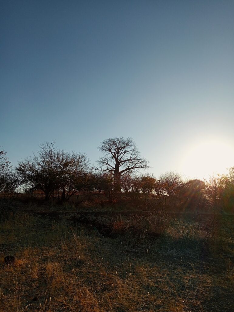 夕暮れのカサネの町の風景　バオバブの木にバブーン（サバンナヒヒ）がいる