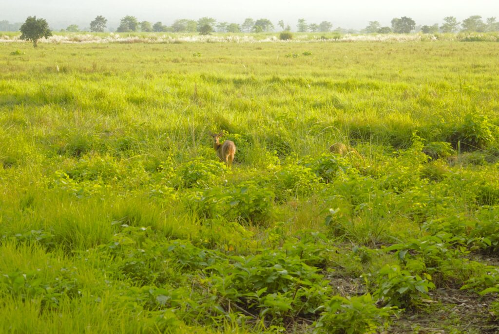 チトワン国立公園　barking deer 